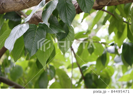 トチュウ　杜仲 84495471