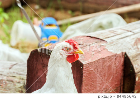 White chicken with red scallop 84495645