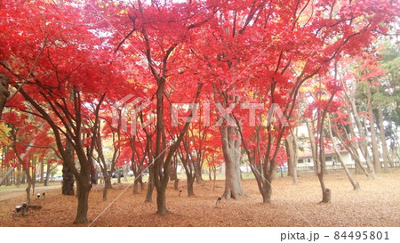 見頃の赤 84495801