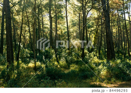 landscape of mediterranean coniferous forest in Anatolia landscape of mediterranean coniferous forest in Anatolia 84496293