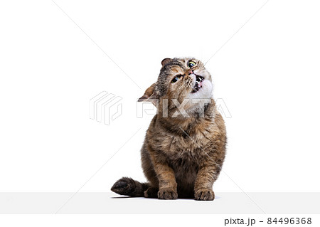 Portrait of beautiful cute cat with green eyes, pet posing isolated on white studio background. Animal life concept Portrait of beautiful cute cat with green eyes, pet posing isolated on white studio background. Animal life concept 84496368