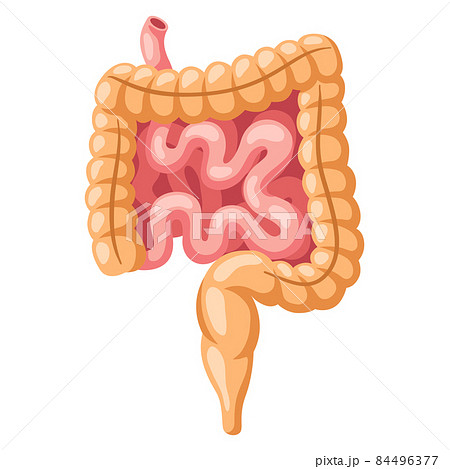 Illustration of intestines internal organ. Human body anatomy. Health care and medical icon. 84496377