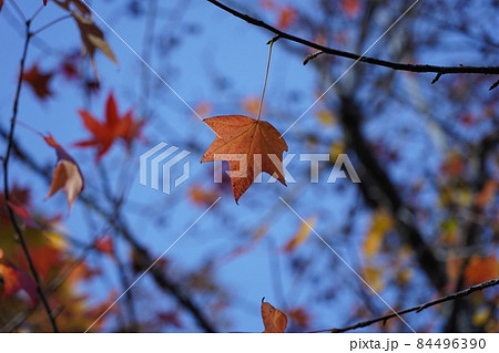 モミジの葉っぱ 84496390