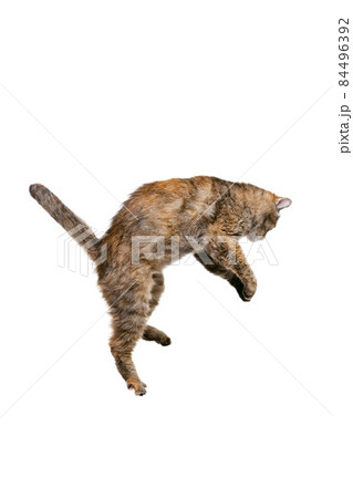 Studio shot of beautiful cute cat, pet jumping isolated on white studio background. Animal life concept 84496392