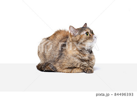 One beautiful fluffy purebred cat, pet posing isolated on white studio background. Animal life concept One beautiful fluffy purebred cat, pet posing isolated on white studio background. Animal life concept 84496393