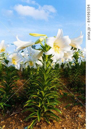 青空を背景に咲く百合の花（えらぶゆり） 84496394