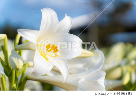 気品のある百合の花（えらぶゆり） 84496395