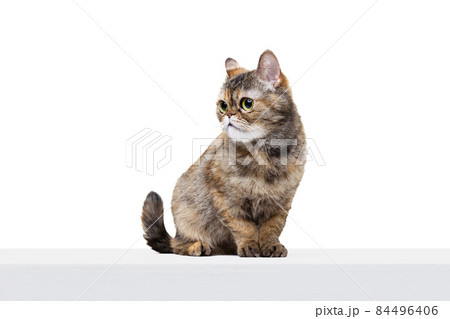 Studio shot of beautiful cute cat, pet posing isolated on white studio background. Animal life concept Studio shot of beautiful cute cat, pet posing isolated on white studio background. Animal life concept 84496406
