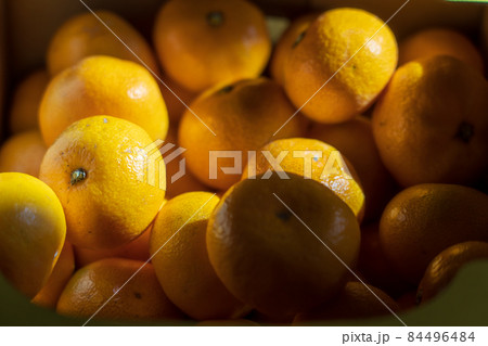 冬のミカン 冬のミカン 84496484