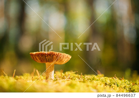 Mushroom Russula emetica - sickener, emetic russula, or vomiting russula. Autumn Forest. Conditionally edible fungus. Belarus, Europe Mushroom Russula emetica - sickener, emetic russula, or vomiting russula. Autumn Forest. Conditionally edible fungus. Belarus, Europe 84496637
