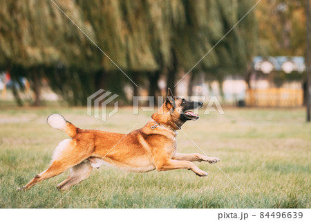 Malinois Dog Play Jumping Running Outdoor In Park. Belgian Sheepdog Are Active, Intelligent, Friendly, Protective, Alert And Hard-working. Belgium, Chien De Berger Belge Dog 84496639