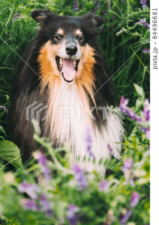 Tricolor Rough Collie, Funny Scottish Collie, Long-haired Collie, English Collie, Lassie Dog Sitting In Green Summer Meadow Grass With Purple Blooming Flowers. Close Up Portrait 84496681