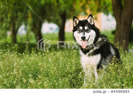 Husky Dog Sit In Summer Greeen Grass. Funny Lovely Pet Dog Husky Dog Sit In Summer Greeen Grass. Funny Lovely Pet Dog 84496685