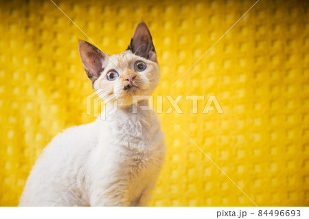 White Devon Rex Kitten Kitty. Short-haired Cat Of English Breed On Yellow Plaid Background. Shorthair Pet Cat Copy Space. Close Up Portrait 84496693