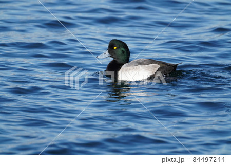 スズガモ スズガモ 84497244
