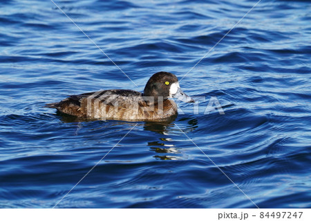スズガモ スズガモ 84497247