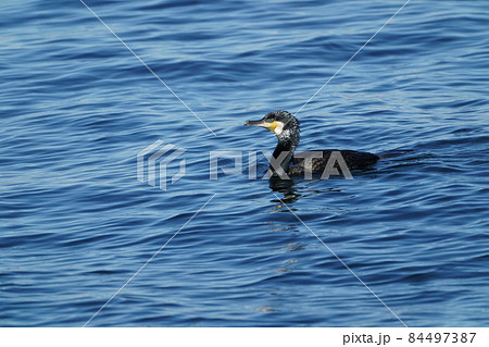 カワウ 84497387
