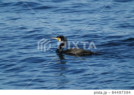 カワウ 84497394