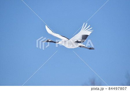 青空の下で飛ぶタンチョウ（北海道・鶴居） 84497807
