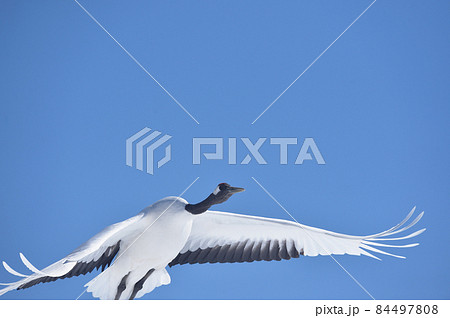 青空を飛ぶタンチョウ（北海道・鶴居） 84497808