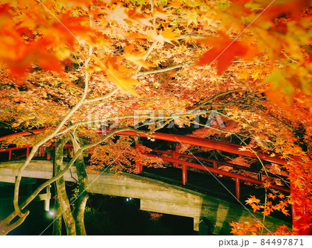 伊香保温泉　ライトアップされた紅葉の河鹿橋 84497871
