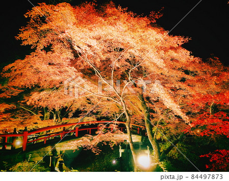 伊香保温泉　ライトアップされた紅葉の河鹿橋 84497873