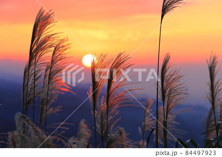 すすき 薄 すすきの 84497923