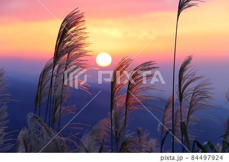 すすき 薄 すすきの 84497924