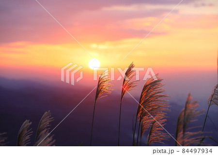 すすき 薄 すすきの 84497934
