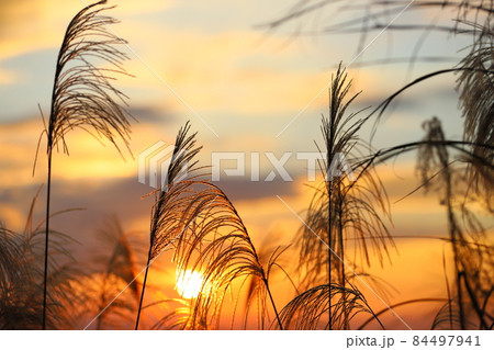 すすき 薄 すすきの 84497941