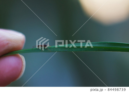 ant on a blade of grass close up. ant closeup at sunset 84498739