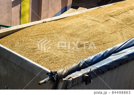 Truck body filled with oats, close-up, seed 84498863