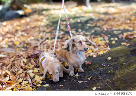 公園で散歩をするダックスフンド 84498870