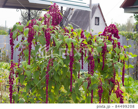 A large plant and a red amaranth flower, large blooming red amaranth braids dangle against 84499208