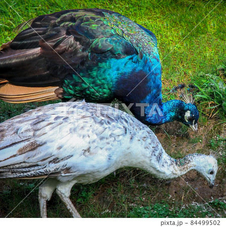 Indian Peacock and peahen foraging for food Indian Peacock and peahen foraging for food 84499502