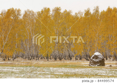 A haystack covered with the first autumn snow is on a field near the forest. A haystack covered with the first autumn snow is on a field near the forest. 84499574