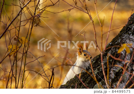 The squirrel behind the tree was alerted by the loud sound. 84499575