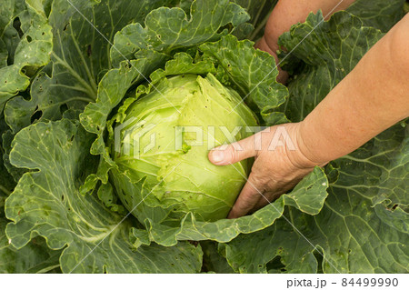 Female hands hold cabbage which grows on a bed, close-up, hands, cabbage Female hands hold cabbage which grows on a bed, close-up, hands, cabbage 84499990
