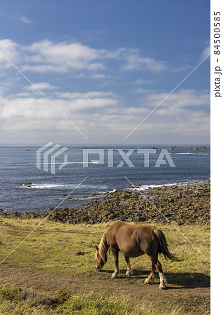 Horse in a field near Tremazan in Brittany, France Horse in a field near Tremazan in Brittany, France 84500585