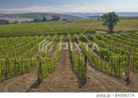 Tuscany's most famous vineyards near town Montalcino in Italy Tuscany's most famous vineyards near town Montalcino in Italy 84500774