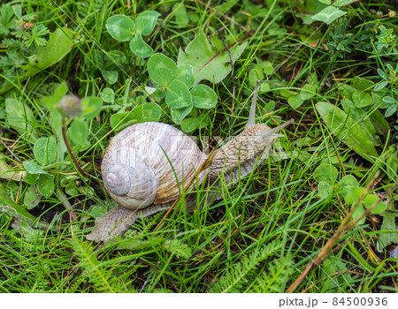 Big snail with green grass, close-up, cochlea and animal, natural Big snail with green grass, close-up, cochlea and animal, natural 84500936