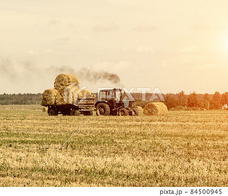 Agriculture and tractor collects straw bales on the farm plant 84500945