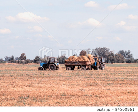 Agriculture and tractor collects straw bales on the farm plant 84500961