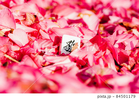 舞い落ちたサザンカの花びらに埋もれた麻雀牌とまばゆい光から感じる幸せと喝采 84501179