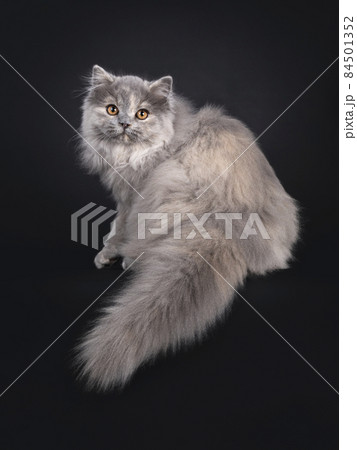British Longhair cat on black background British Longhair cat on black background 84501352