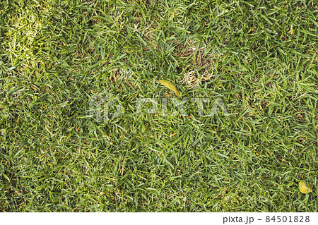 texture bright green grass. High quality photo 84501828