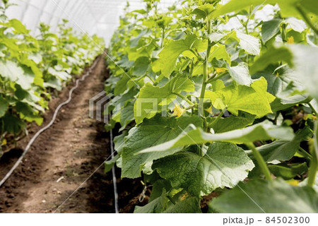 greenhouse rows plants with flowers. High quality photo 84502300