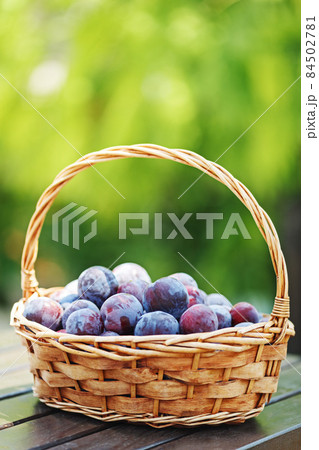 Plum harvest. Plums in a wicker basket on the wooden table. Harvesting fruit from the garden. 84502781