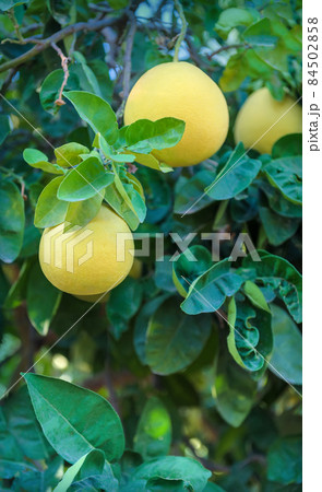 Pomelo citrus fruits hanging on a tree with leaves on background 84502858