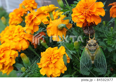 セミの羽化(不完全変態) セミの羽化(不完全変態) 84502977